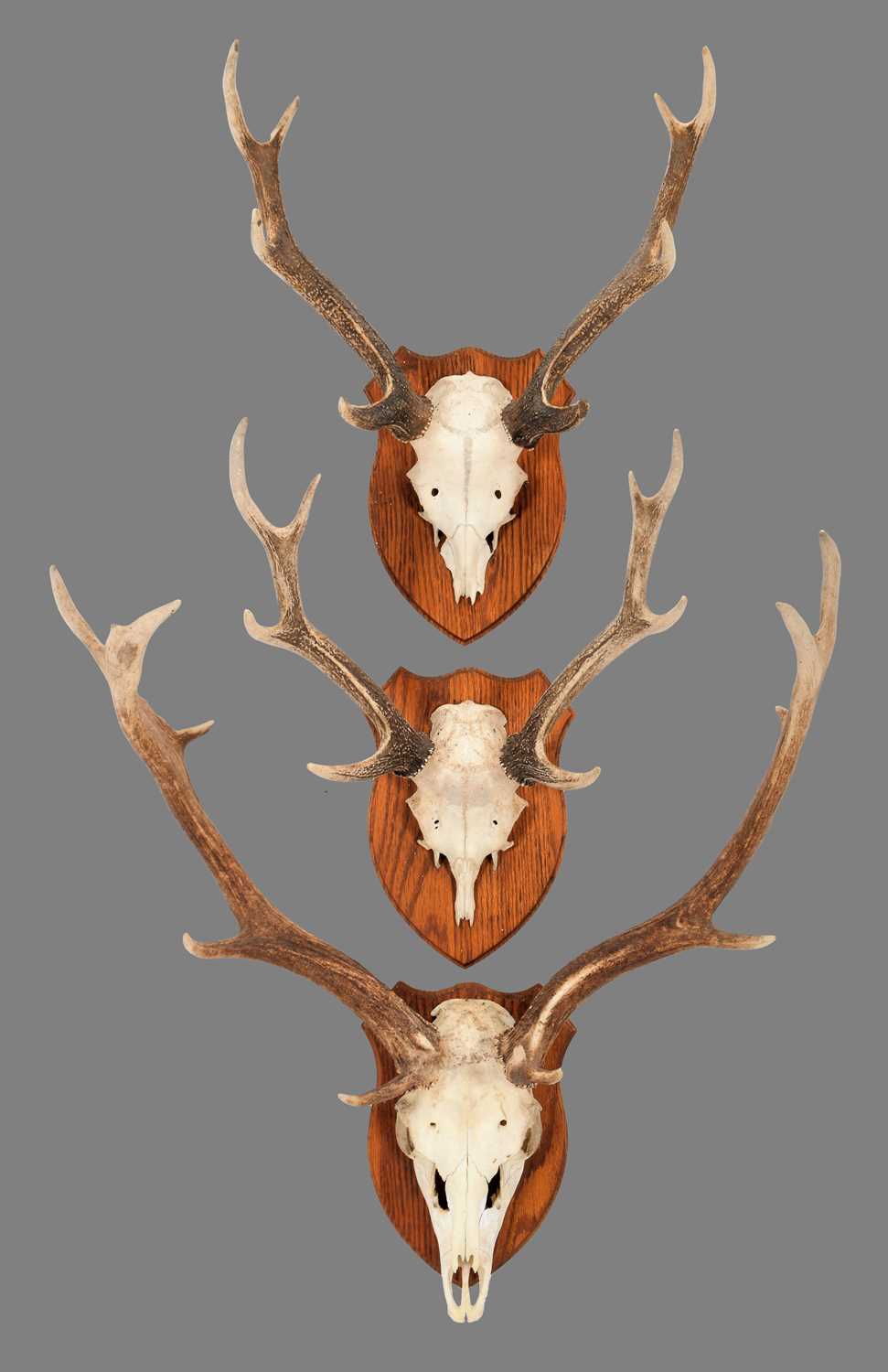 Lot 1278 - Antlers/Horns: Fallow Deer & Sika Deer Antlers,...