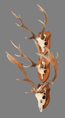 Lot 1278 - Antlers/Horns: Fallow Deer & Sika Deer Antlers,...