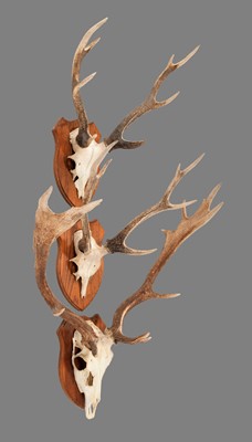 Lot 1278 - Antlers/Horns: Fallow Deer & Sika Deer Antlers,...