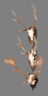 Lot 1070 - Antlers/Horns: Fallow Deer & Sika Deer Antlers,...