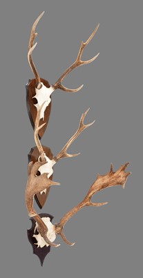 Lot 1070 - Antlers/Horns: Fallow Deer & Sika Deer Antlers,...