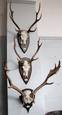 Lot 1070 - Antlers/Horns: Fallow Deer & Sika Deer Antlers,...