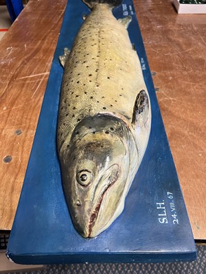 Lot 153 - Natural History: A Large Plaster Cast of a Sea...