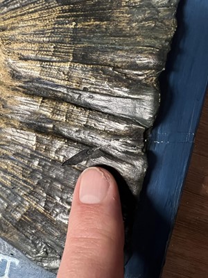 Lot 153 - Natural History: A Large Plaster Cast of a Sea...