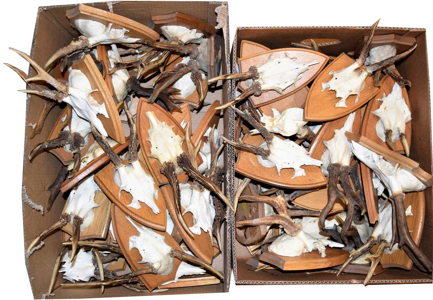 Lot 190 Antlers/Horns European Roebuck Antlers