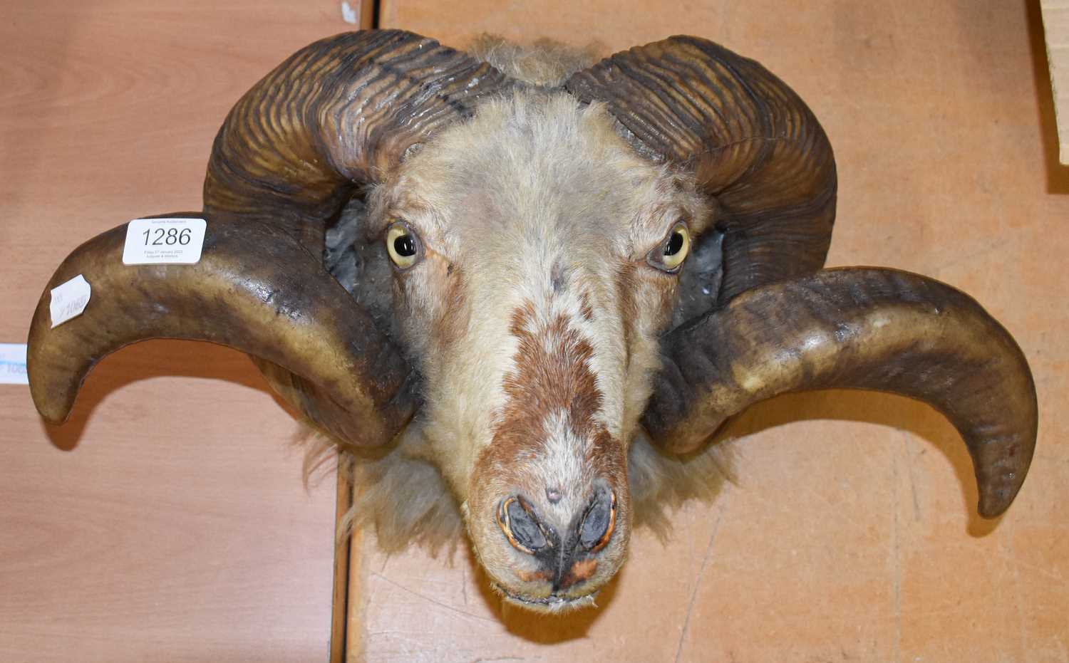 Lot 1286 - Taxidermy: A Late Victorian Ram's Head (Ovis...