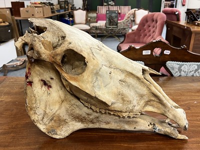 Lot 1285 - Skulls/Anatomy: An Early 20th Century Horse...