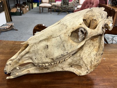 Lot 1285 - Skulls/Anatomy: An Early 20th Century Horse...