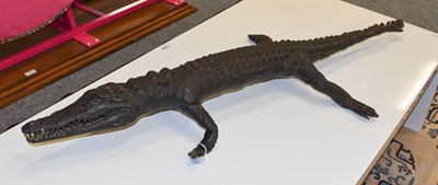 Lot 1284 - Taxidermy - A Late Victorian Nile Crocodile,...