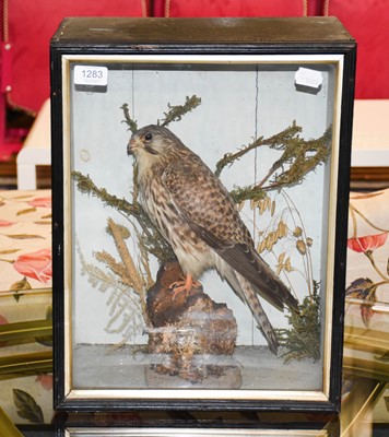 Lot 1283 - Taxidermy: A Late Victorian Common Kestrel...