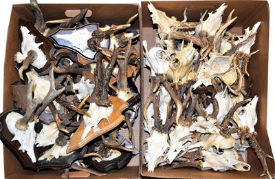 Lot 34 - Antlers/Horns: A Large Collection of Abnormal...