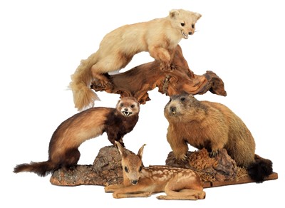 Lot 179 - Taxidermy: A Group of Countryside Animals,...