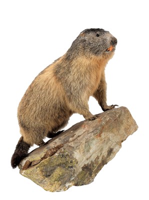 Lot 182 - Taxidermy: Alpine Marmot (Marmota marmota),...