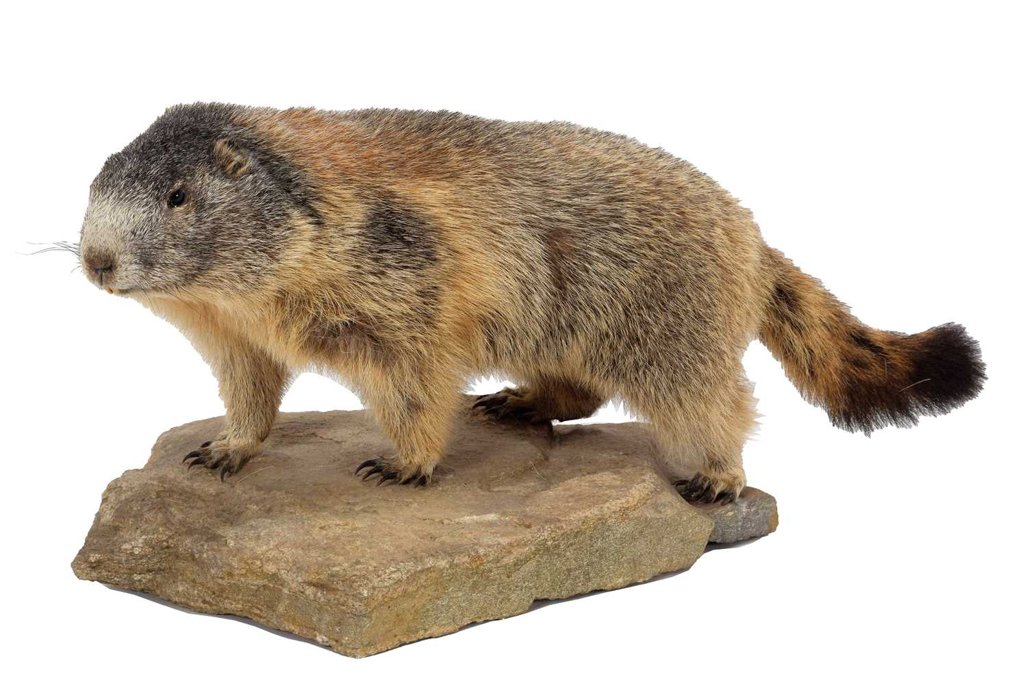 Lot 230 - Taxidermy: Alpine Marmot (Marmota marmota),...