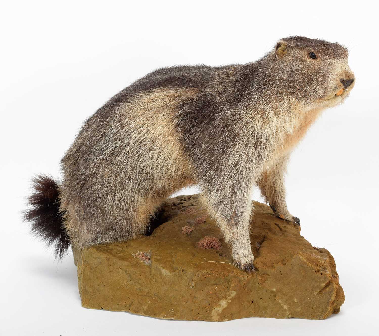 Lot 1124 - Taxidermy: Alpine Marmot (Marmota marmota),...