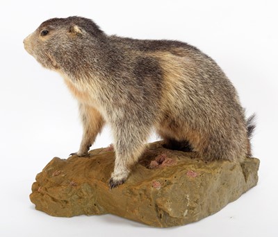 Lot 1124 - Taxidermy: Alpine Marmot (Marmota marmota),...