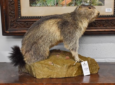 Lot 1124 - Taxidermy: Alpine Marmot (Marmota marmota),...