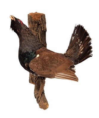 Lot 1244 - Taxidermy: A European Capercaillie (Tetrao...