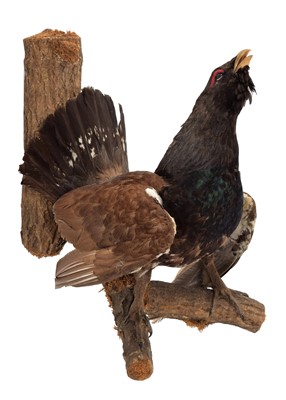 Lot 1273 - Taxidermy: A European Capercaillie (Tetrao...