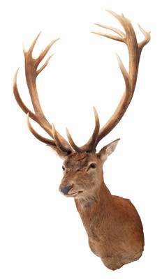 Lot 60 - Taxidermy: A European Red Deer Stag (Cervus...