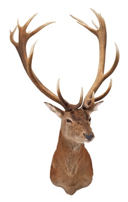 Lot 60 - Taxidermy: A European Red Deer Stag (Cervus...