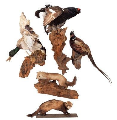 Lot 1075 - Taxidermy: A Group of European Countryside...