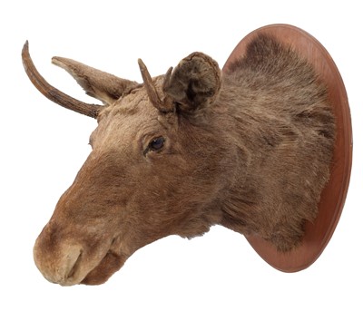 Lot 181 - Taxidermy: A European Moose (Alces alces),...