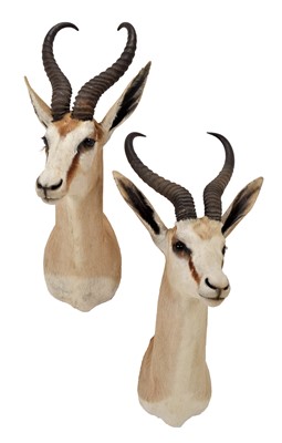 Lot 329 - Taxidermy: A Pair of South African Springboks...