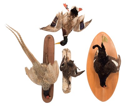 Lot 184 - Taxidermy: A Group of Game Birds Mounted as...