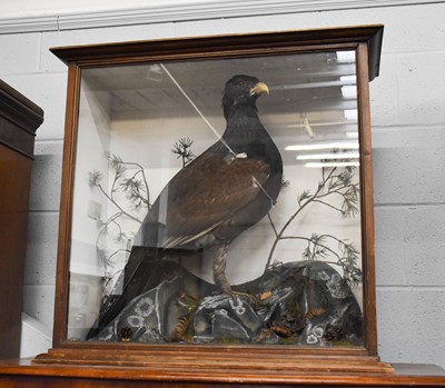 Lot 1129 - Taxidermy: A Cased European Capercaillie,...