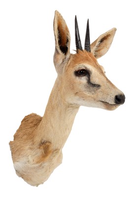 Lot 231 - Taxidermy: Common Grey Duiker (Sylvicapra...