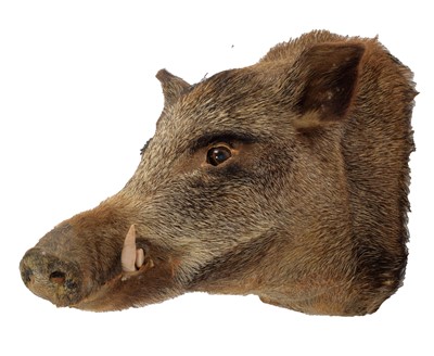 Lot 1317 - Taxidermy: European Wildboar (Sus scrofa),...