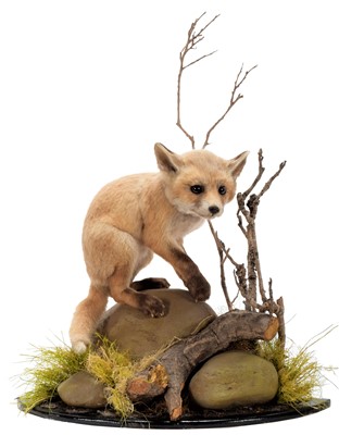 Lot 192 - Taxidermy: A European Red Fox Cub (Vulpes...