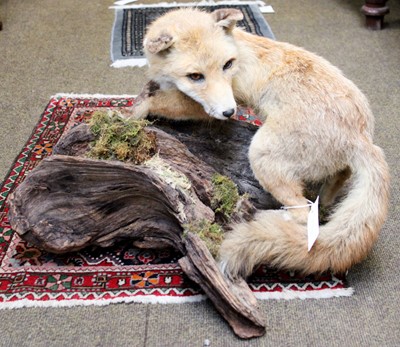 Lot 1225 - Taxidermy: A European Red Fox (Vulpes vulpes),...