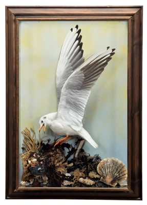 Lot 188 - Taxidermy: A Wall Cased Black-headed Seagull...