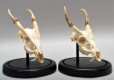 Lot 194 - Skulls/Anatomy: A Pair of Reeve's Muntjac...