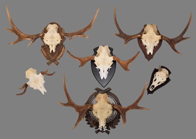 Lot 1093 - Antlers/Horns: A Group of European Moose...