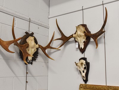 Lot 1093 - Antlers/Horns: A Group of European Moose...