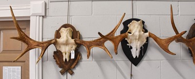Lot 1093 - Antlers/Horns: A Group of European Moose...