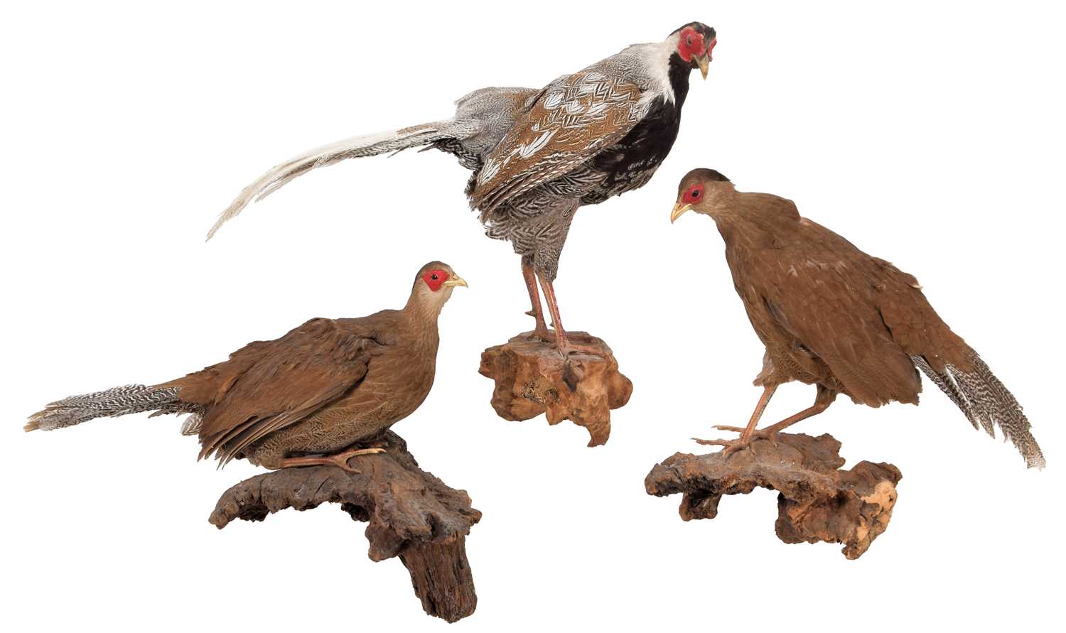 Lot 187 - Taxidermy: A Trio of Silver Pheasants (Lophura...