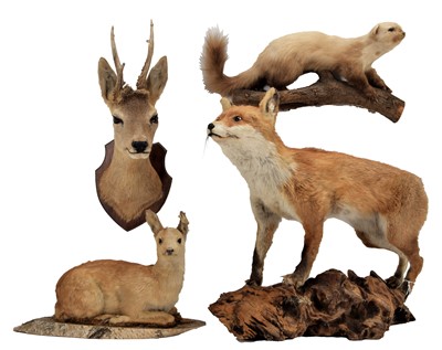 Lot 1086 - Taxidermy: A Group of European Animal Game...