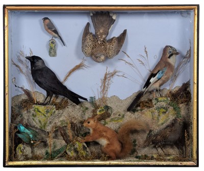 Lot 140 - Taxidermy: A Late Victorian Case of European...