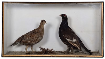 Lot 183 - Taxidermy: A Late Victorian Cased Pair of...