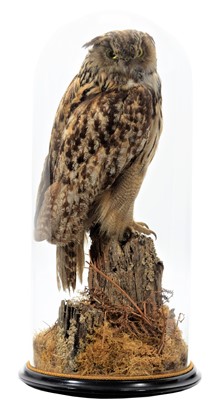Lot 191 - Taxidermy: A Late Victorian European Eagle Owl...