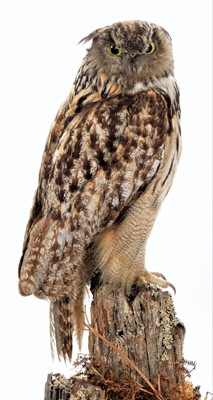 Lot 191 - Taxidermy: A Late Victorian European Eagle Owl...