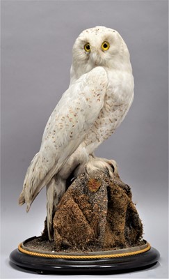 Lot 59 - Taxidermy: A Snowy Owl (Bubo scandiacus),...