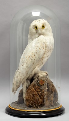 Lot 59 - Taxidermy: A Snowy Owl (Bubo scandiacus),...