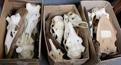 Lot 1074 - Skulls/Antlers: A Group of Red Deer Cut Skulls...