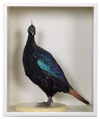 Lot 5 - Taxidermy: A Cased Himalayan Monal...