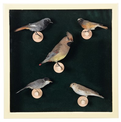 Lot 131 - Taxidermy: A Collection of European Song Birds,...